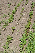 ROWS OF YOUNG BEETROOT PLANTS