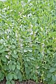 BROAD BEANS AQUADULCE CLAUDIA FLOWERING