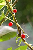 BERRIES OF CONVOLVULUS ARVENSIS, BINDWEED CLIMBING AROUND A HONEYSUCKLE STEM