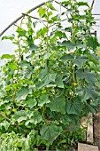 PEPINEX F1 CUCUMBERS GROWING IN POLYTUNNEL