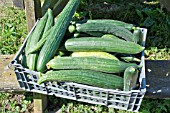 HARVESTED PEPINEX F1 CUCUMBERS