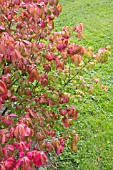 EUONYMUS ALATUS, THE WINGED SPINDLE BUSH WITH AUTUMN FOLIAGE