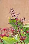 BERRIES ON MAIANTHEMUM RACEMOSUM