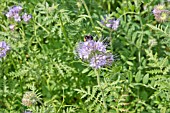 BEE ON PHACELIA TANACETIFOLIA