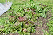 RADICCHIO LETTUCE GROWING ON A NO-DIG BED