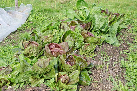 RADICCHIO_LETTUCE_GROWING_ON_A_NODIG_BED