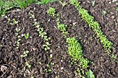 RADISH AND ROCKET SEEDLINGS GROWING ON NO-DIG BED