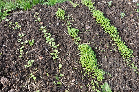 RADISH_AND_ROCKET_SEEDLINGS_GROWING_ON_NODIG_BED