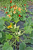 COMPANION PLANTING, WINTER SQUASH CROWN PRINCE AND NASTURTIUMS