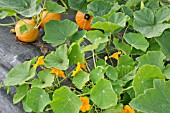 COMPANION PLANTING, JAPANESE WINTER SQUASH UCHIKI KURI AND NASTURTIUMS