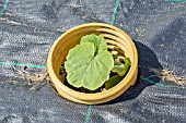 PLASTIC RING AROUND A SQUASH PLANT TO CREATE A MICRO CLIMATE