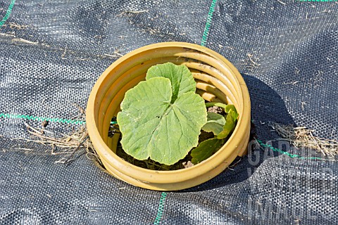 PLASTIC_RING_AROUND_A_SQUASH_PLANT_TO_CREATE_A_MICRO_CLIMATE