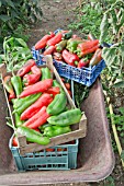 FRESHLY PICKED SWEET PEPPERS, MARCONI ROSSO