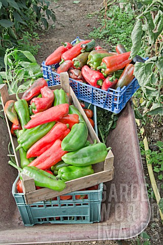 FRESHLY_PICKED_SWEET_PEPPERS_MARCONI_ROSSO