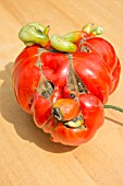 FUNNY SHAPED TOMATO, BEEFMASTER F1