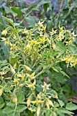 TOMATO ILDI FLOWERING