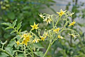 TOMATO ILDI FLOWERING