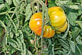 TOMATO BEEFMASTER F1 RIPENING