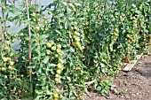 SOLANUM LYCOPERSICUM, TOMATO SHIRLEY F1 HYBRID, RIPENING IN POLYTUNNEL