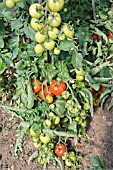 SOLANUM LYCOPERSICUM, TOMATO SHIRLEY F1 HYBRID, RIPENING IN POLYTUNNEL