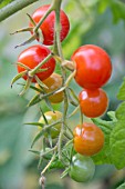 SOLANUM LYCOPERSICUM, TOMATO SWEET MILLION F1, TOMATOES ON THE VINE