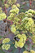 BUMBLE BEE ON SEDUM SPECTABILE