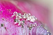 SLUG OR SNAIL EGGS ON A LEAF OF RED CABBAGE