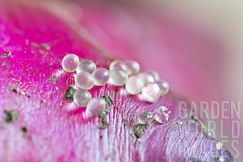 SLUG_OR_SNAIL_EGGS_ON_A_LEAF_OF_RED_CABBAGE