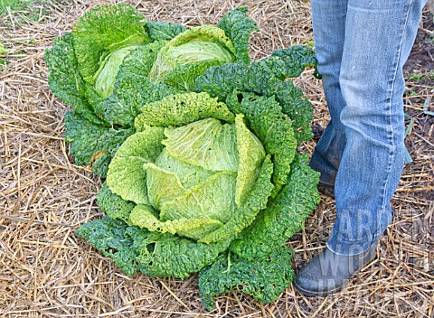 LARGE_SAVOY_CABBAGES