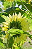 HELIANTHUS ANNUUS, SUNFLOWER, VIEWED FROM THE BACK
