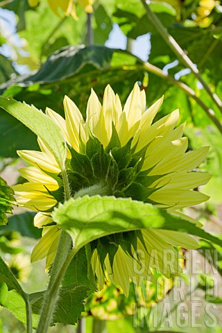 HELIANTHUS_ANNUUS_SUNFLOWER_VIEWED_FROM_THE_BACK