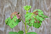 CRYPTOMYZUS RIBIS, CURRANT BLISTER ON BLACKCURRANT LEAVES