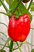 RED BELL PEPPER