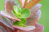 NEW GROWTH ON KALANCHOE BLOSSFELDIANA