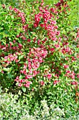 WEIGELA AND EUONYMUS FORTUNEI