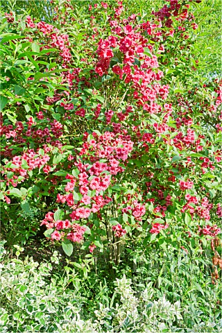 WEIGELA_AND_EUONYMUS_FORTUNEI