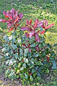 PHOTINIA X FRASERI RED ROBIN