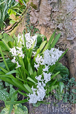WHITE_HYACINTHUS_ORIENTALIS_GROWING_AT_THE_BASE_OF_A_SYCAMORE_TREE