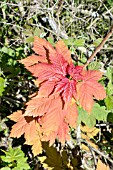 ACER PSEUDOPLATANUS, NEW GROWTH ON YOUNG SYCAMORE