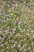 ONONIS REPENS, COMMON RESTHARROW