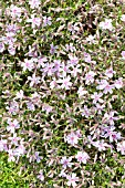 SAPONARIA OFFICINALIS, SOAPWORT