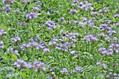 BEE ON PHACELIA TANACETIFOLIA