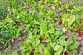 RAINBOW CHARD