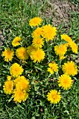 TARAXACUM OFFICINALE