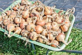 HARVESTED STURON ONIONS IN WHEELBARROW