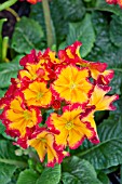 PRIMULA ELATIOR FLEURETTE FIRE