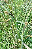 CAREX ELATA, SEDGE, FLOWERING
