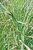 CAREX ELATA, SEDGE, FLOWERING