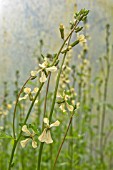 ERUCA SATIVA, FLOWERING