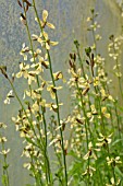 ERUCA SATIVA, FLOWERING